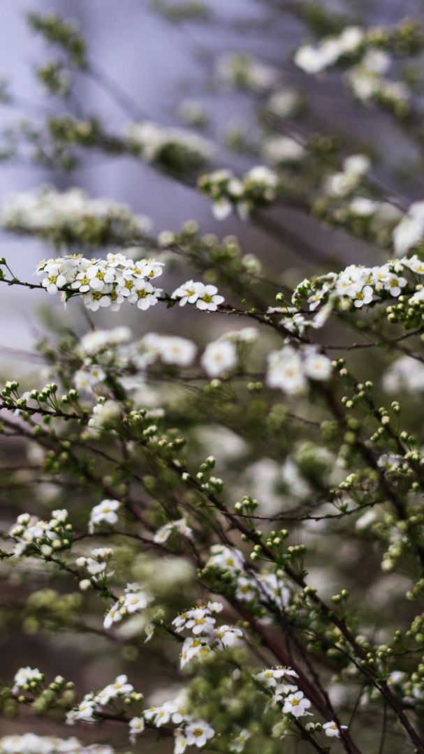 Gezocht: Enthousiaste tuinliefhebbers